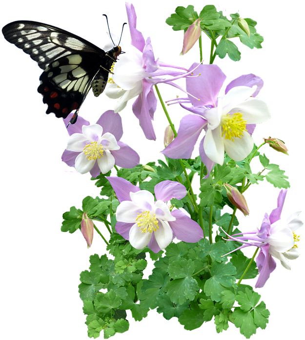 Butterfly, Insect, Flowers, Summer - Butterfly And Plant Png (648x720), Png Download