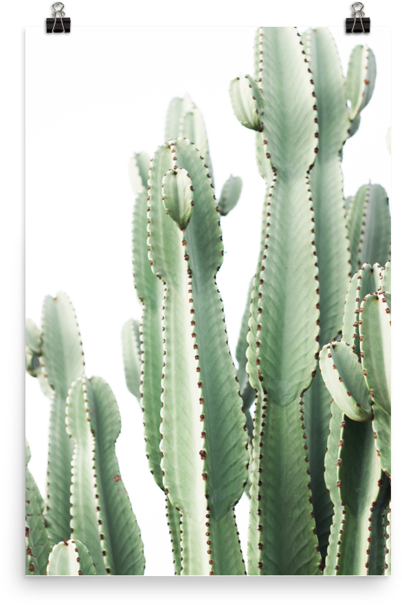 Pastel Desert - Cactus (1000x1000), Png Download