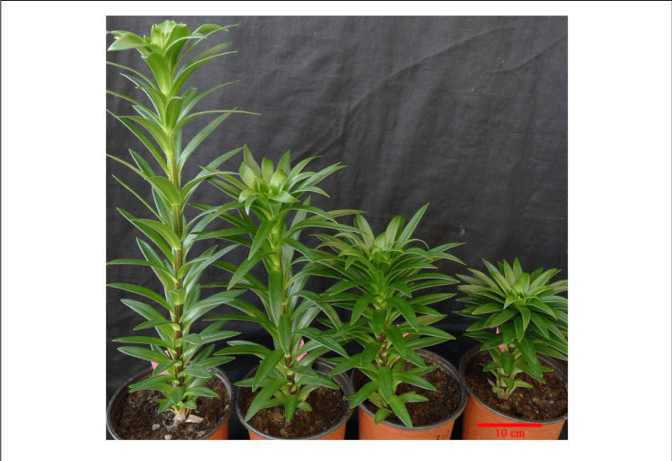Dwarfing Trait In L - Paclobutrazol Effect (736x505), Png Download