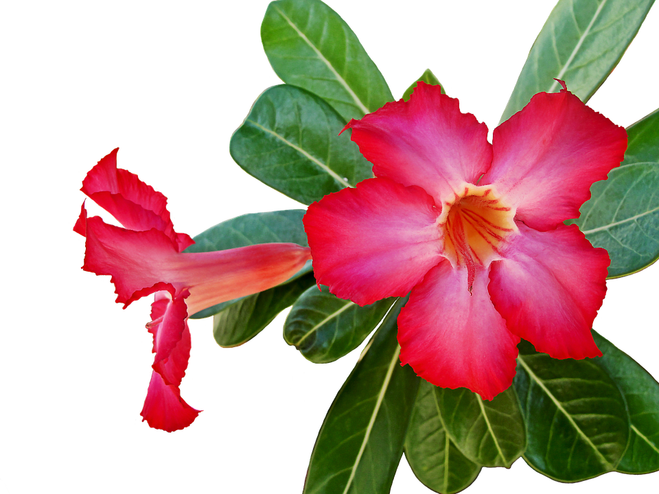 Flower Plant Flowers Green - Four O Clock Flower Png (960x720), Png Download