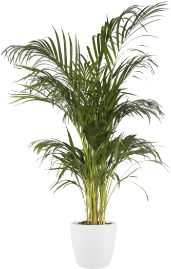 Home > Collection > Brussels Round - Flowerpot (750x750), Png Download