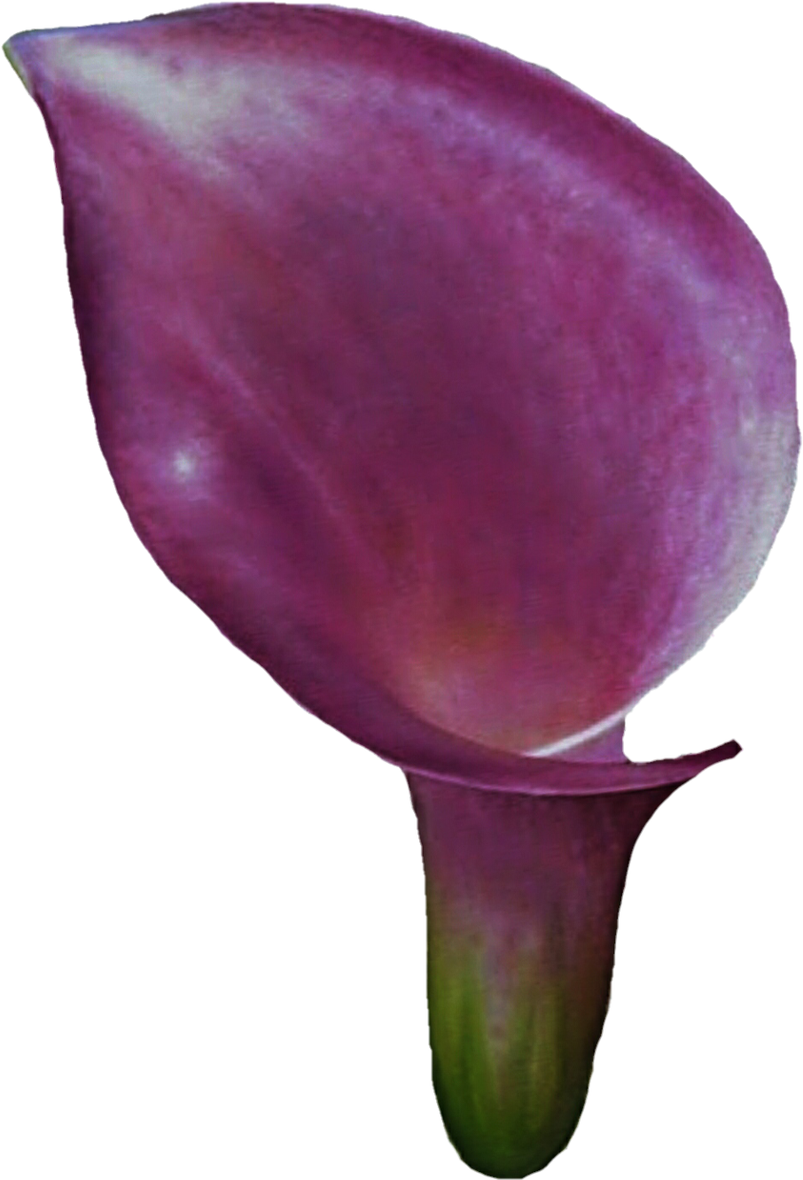 Tulip (1024x1374), Png Download