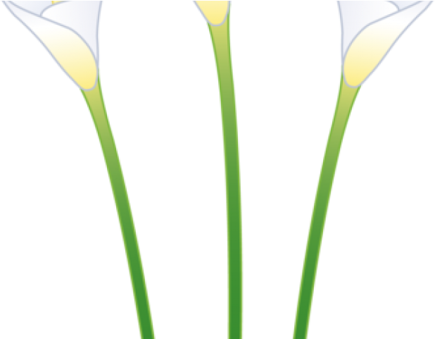 Calla Lily Clipart Line Drawing (640x480), Png Download