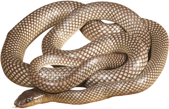 How Long Did It Take You To Write The Book Of Snakes - Eastern Brown Snake (771x514), Png Download