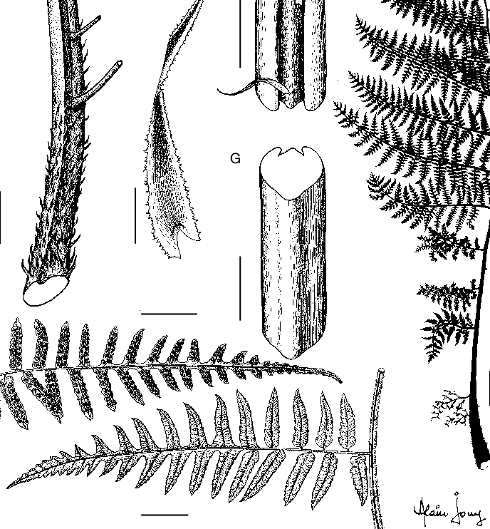 A, Silhouette Of A Leaf - Sketch (688x742), Png Download