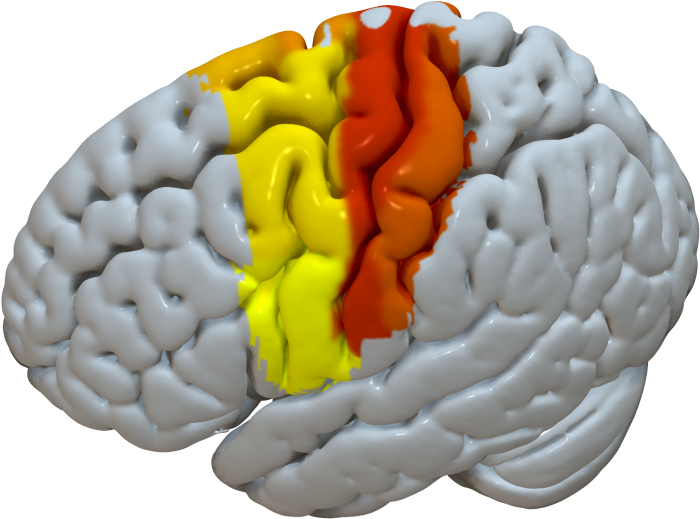 Sensorimotor - Illustration (997x1030), Png Download