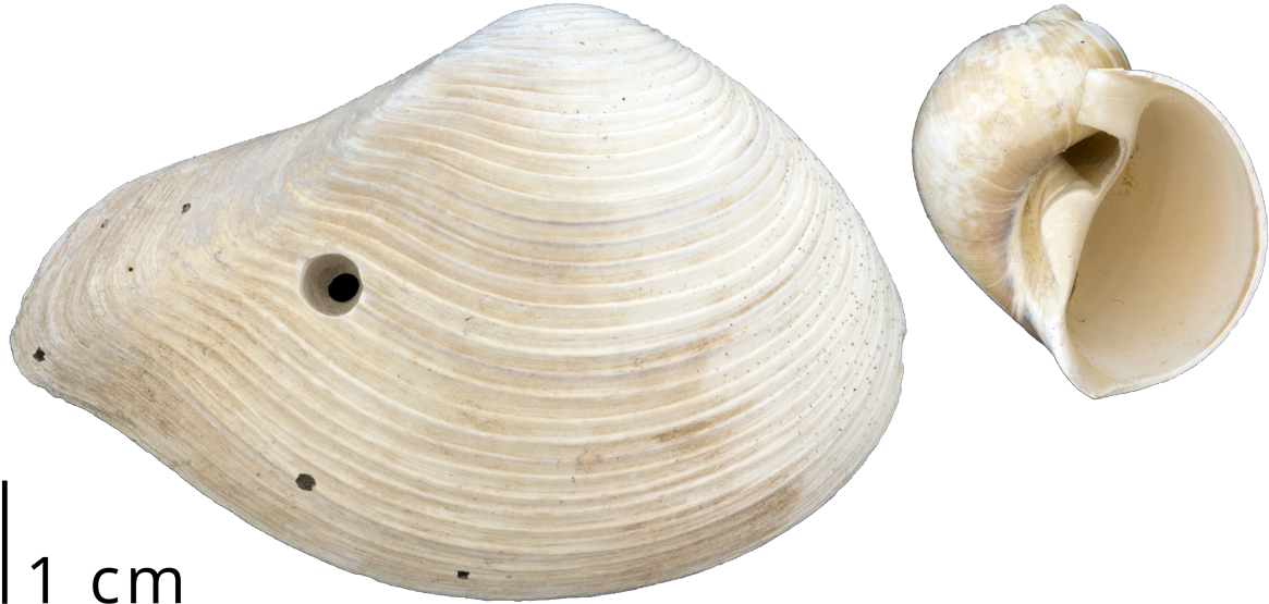 A Clam Shell With A Drill Hole Left By A Predatory - Baltic Clam (1200x600), Png Download