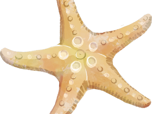 Free Starfish Clipart - Transparent Background Starfish Clipart Png (640x480), Png Download