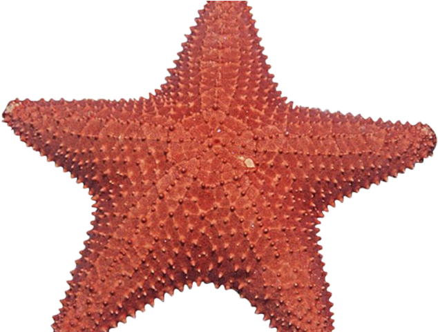 Starfish Clipart Under Sea - Estrela Do Mar Png (640x480), Png Download