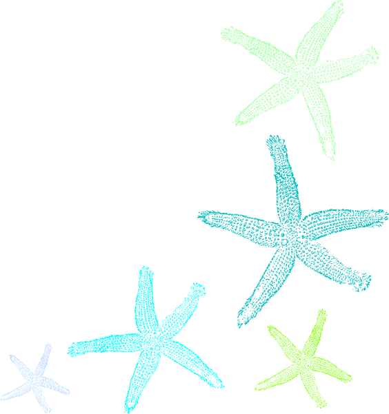 How To Set Use Starfish Prints Svg Vector (564x601), Png Download