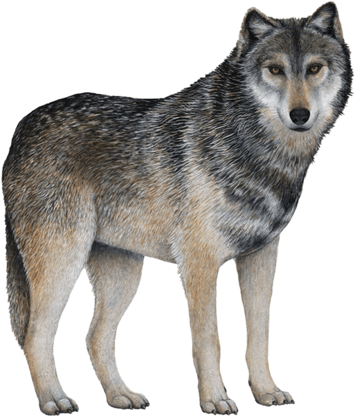 Gray Wolf With White Background (600x600), Png Download