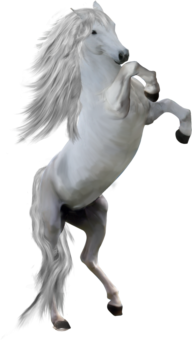 800 X 1356 1 - White Horse Front Png (800x1356), Png Download
