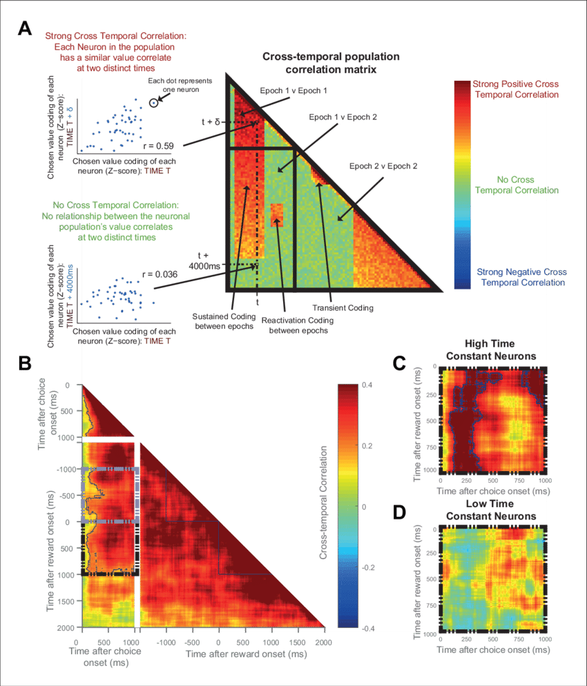 The Same Ofc Neurons Correlate Strongly With Chosen - Diagram (850x993), Png Download