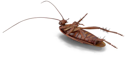 Roach Png Free Download - Mosquito (600x600), Png Download