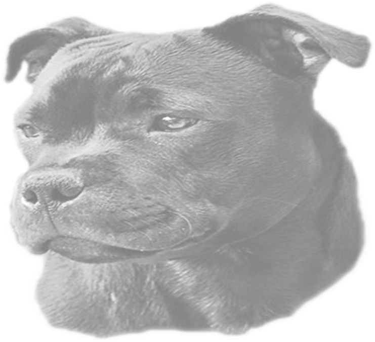 Staffordshire Bull Terrier (763x694), Png Download
