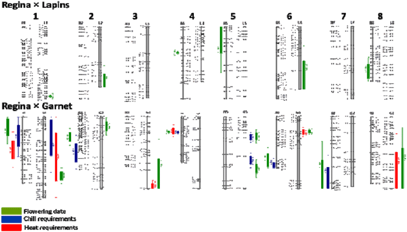 Qtls For Chill And Heat Requirements And Flowering - Diagram (850x490), Png Download