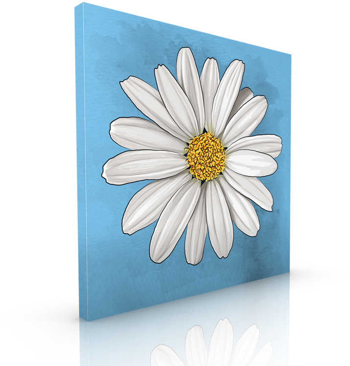 White Daisy - Daisy (750x750), Png Download
