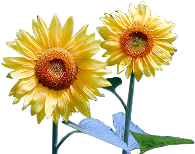 Photoshop Png Frames Wallpapers Designs Flowers - African Daisy (1200x800), Png Download