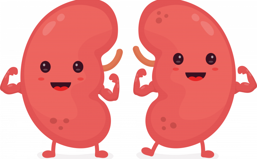 Automatic Reporting Improves Kidney Patient Outcomes - Healthy Kidneys (825x510), Png Download