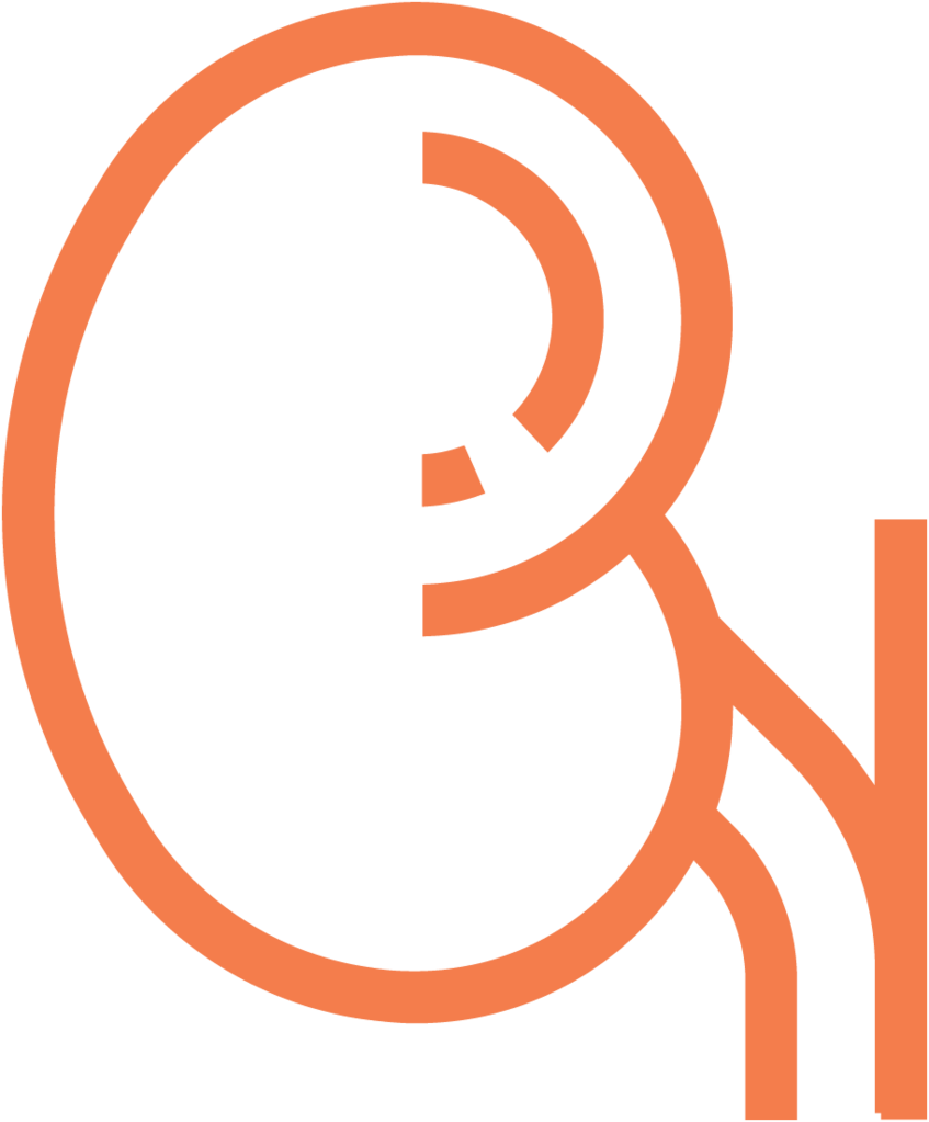 Kidney Ecm Cell Culture Substrates - Circle (847x1023), Png Download