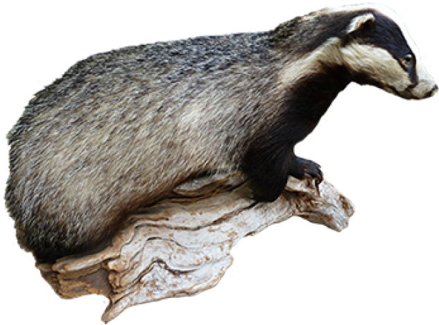 Badger (640x480), Png Download