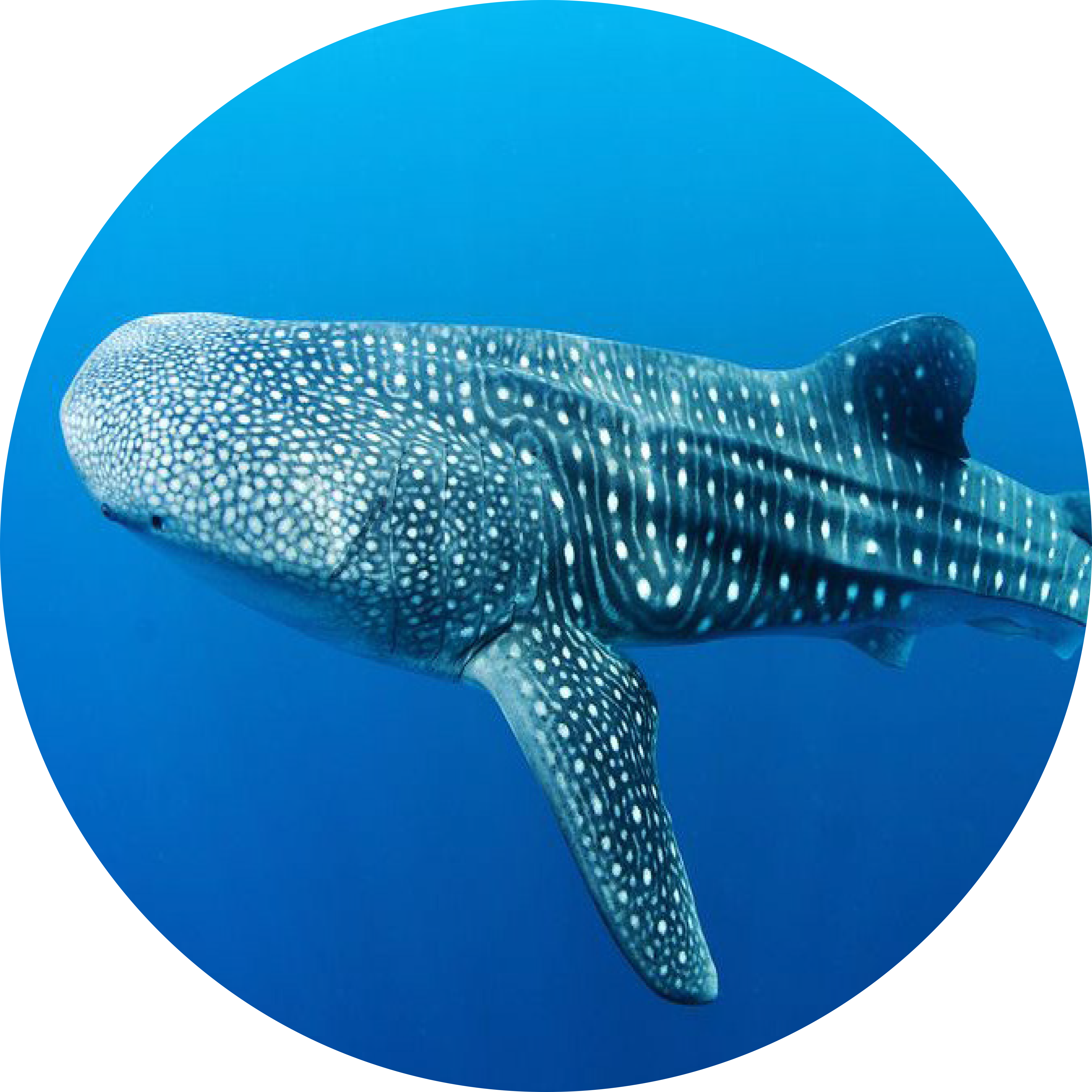 Download Whale Shark - Full Size PNG Image - PNGkit