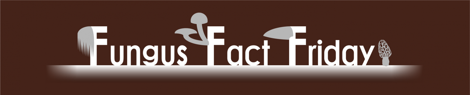 Cropped Fff Web Title 2 - Graphic Design (1500x303), Png Download