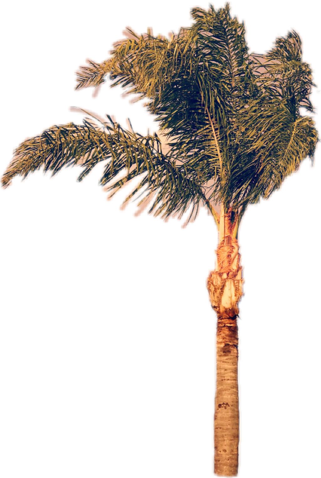 Palmera Sticker - Pond Pine (1024x1523), Png Download