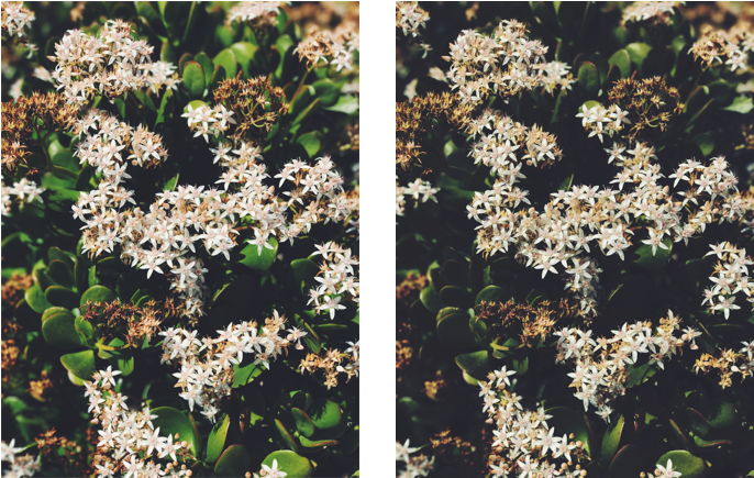 Vsco Left, Darkroom Right - Wild Horsemint (775x488), Png Download