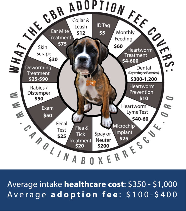Cbr Cost Web - Ask Silly Questions Chocolate Understands (750x850), Png Download