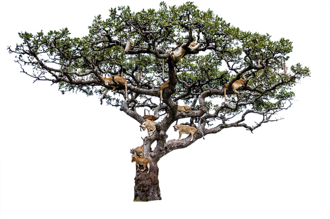 I Will Remove Or Change 10 Pictures Backgrounds - Lake Manyara Tree Climbing Lion (680x453), Png Download