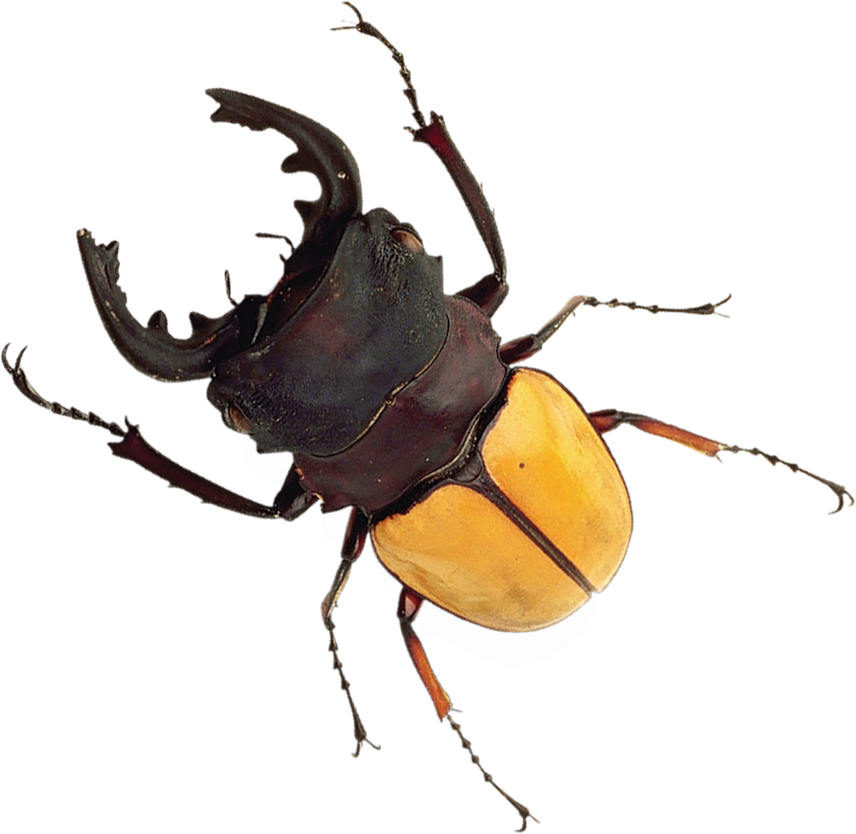 Stag-beetle - Stag Horn Beetle (1231x1200), Png Download