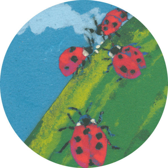 9 - Ladybug (589x589), Png Download