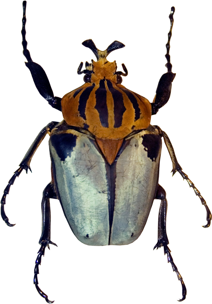 Yellow Striped Beetle (1000x1000), Png Download