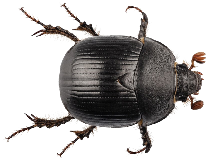 Black Beetle Png Transparent - Geotrupes Stercorarius (800x534), Png Download