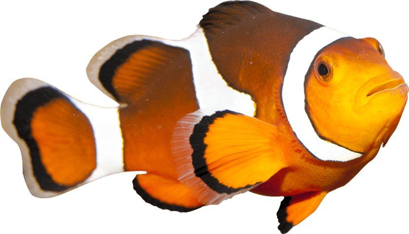 Coral Reef Fish (840x480), Png Download