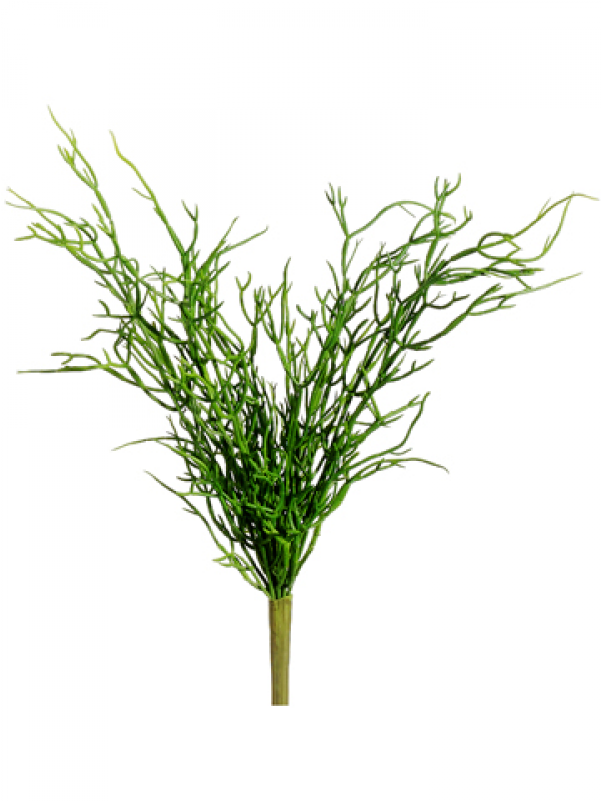 13" Hanging Pencil Cactus Pick Green - Houseplant (800x800), Png Download