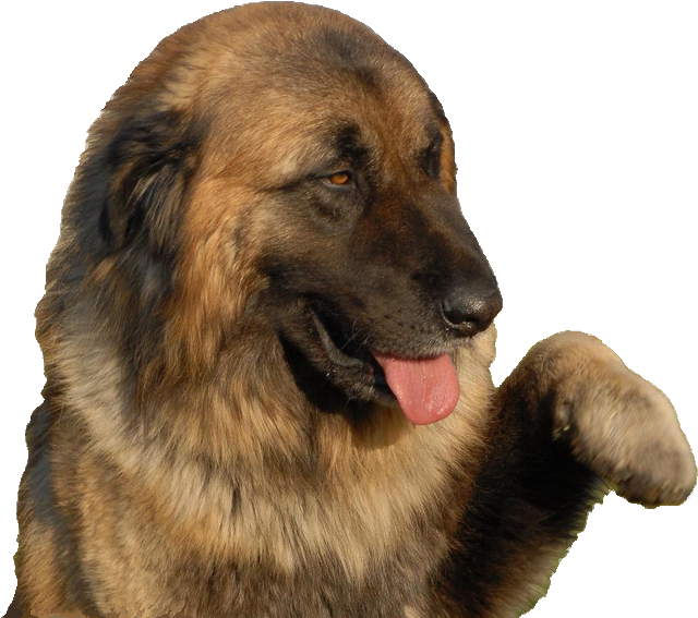 Long-haired Estrela Mountain Dog - Estrela Mountain Dog (673x579), Png Download