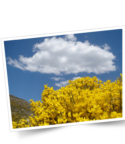 Serra Da Estrela Foto - Canola (651x641), Png Download