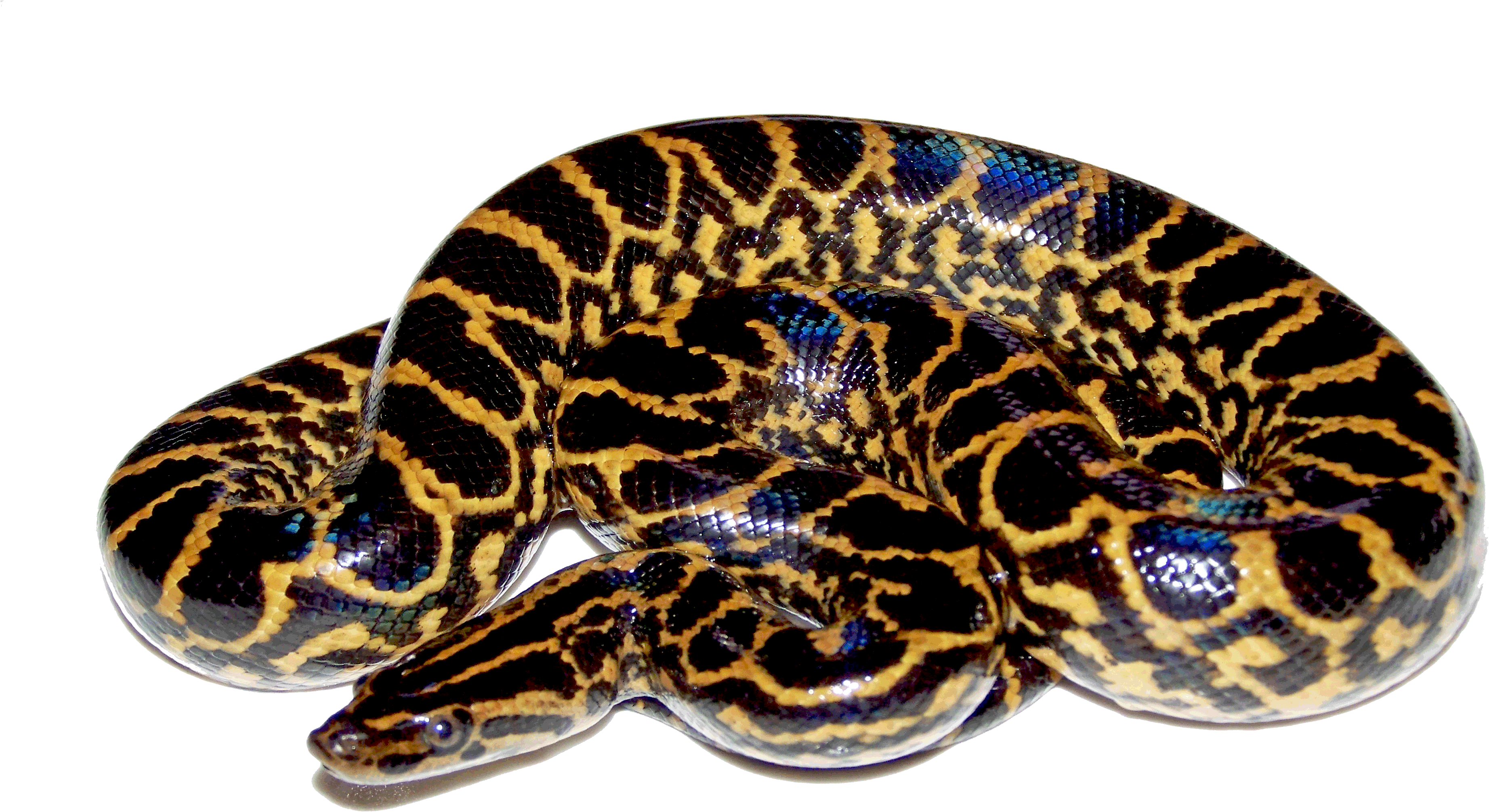 Anaconda Png Hd - Anaconda Png (3840x2400), Png Download