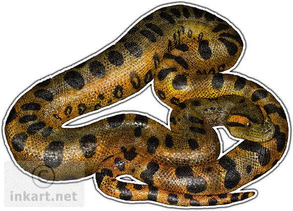 Green Anaconda Decal - Green Anaconda Wall Clock (590x424), Png Download