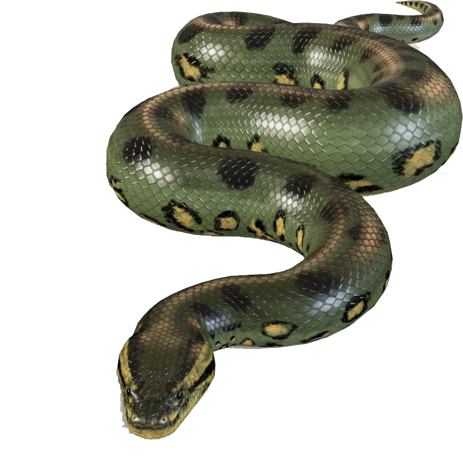 Python (1200x1200), Png Download