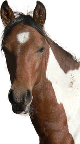 Horse Head Png - Horses Head Png (280x501), Png Download