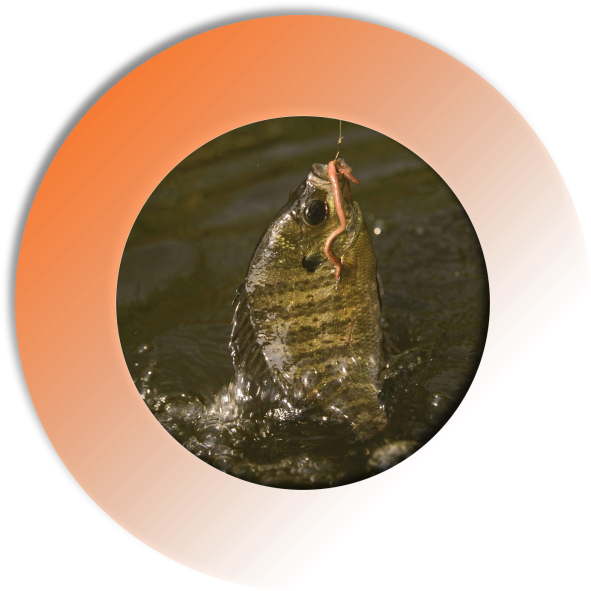 Take Advantage Of This Dnr Awarded Blue Ribbon Trout - Book Worm Report: Book Reports (640x640), Png Download