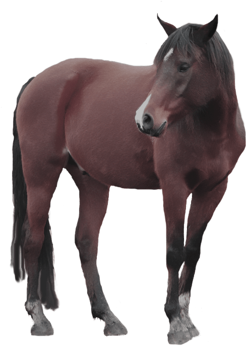 Horse Head No Background (687x743), Png Download