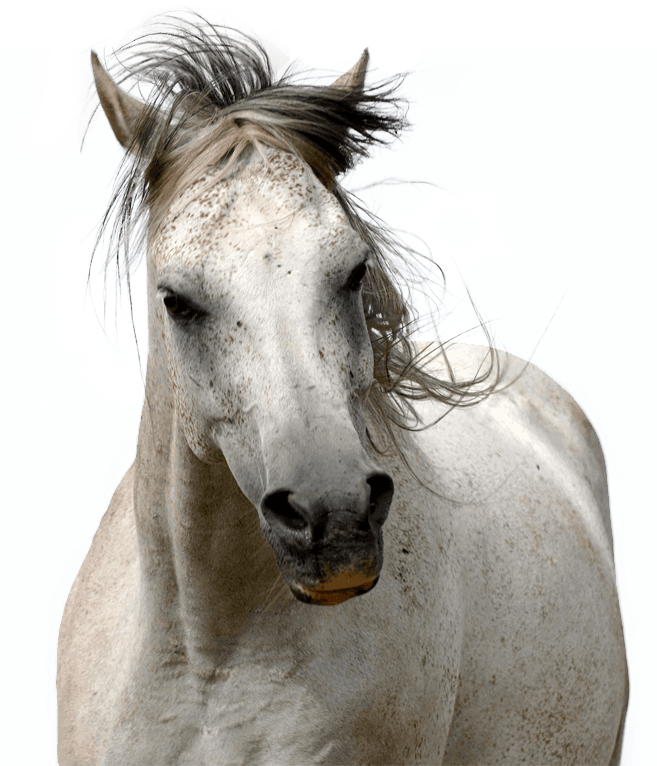 Ers Horse - Horse (657x766), Png Download