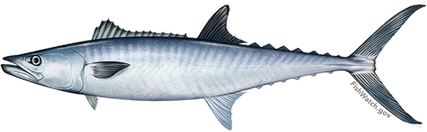 King Mackerel (640x427), Png Download