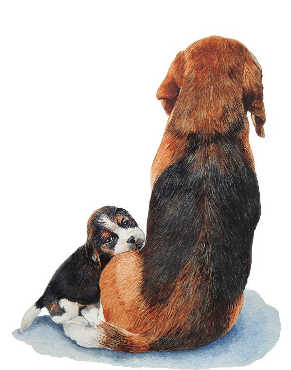 Cute Puppy Beagle And Mum - Niedlicher Welpen-beagle Mit Karte (600x800), Png Download