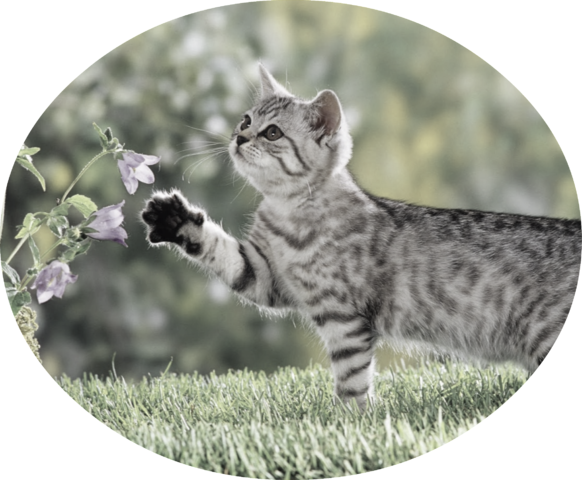 Cute Cat 4k Nature Wallpaper - Nice Picture Of A Cat (582x480), Png Download