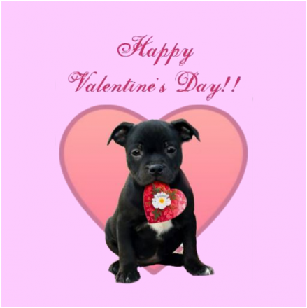 Happy Valentines Day Staffy (600x600), Png Download